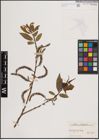 Foto von Salix fragilis L.